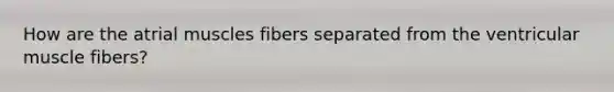 How are the atrial muscles fibers separated from the ventricular muscle fibers?