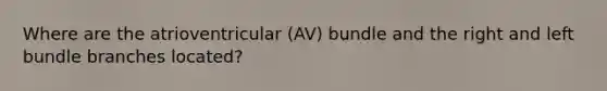 Where are the atrioventricular (AV) bundle and the right and left bundle branches located?