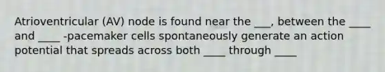 Atrioventricular (AV) node is found near the ___, between the ____ and ____ -pacemaker cells spontaneously generate an action potential that spreads across both ____ through ____