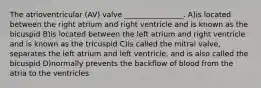 The atrioventricular (AV) valve ________________. A)is located between the right atrium and right ventricle and is known as the bicuspid B)is located between the left atrium and right ventricle and is known as the tricuspid C)is called the mitral valve, separates the left atrium and left ventricle, and is also called the bicuspid D)normally prevents the backflow of blood from the atria to the ventricles