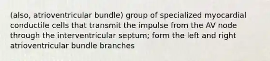 (also, atrioventricular bundle) group of specialized myocardial conductile cells that transmit the impulse from the AV node through the interventricular septum; form the left and right atrioventricular bundle branches