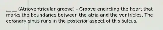 __ __ (Atrioventricular groove) - Groove encircling the heart that marks the boundaries between the atria and the ventricles. The coronary sinus runs in the posterior aspect of this sulcus.