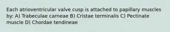 Each atrioventricular valve cusp is attached to papillary muscles by: A) Trabeculae carneae B) Cristae terminalis C) Pectinate muscle D) Chordae tendineae