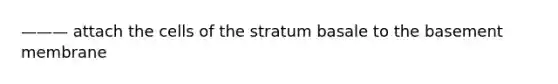 ——— attach the cells of the stratum basale to the basement membrane