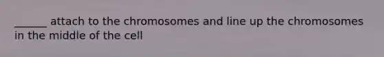 ______ attach to the chromosomes and line up the chromosomes in the middle of the cell