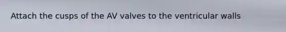 Attach the cusps of the AV valves to the ventricular walls