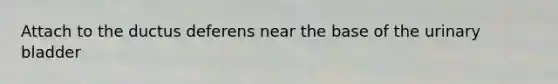 Attach to the ductus deferens near the base of the urinary bladder