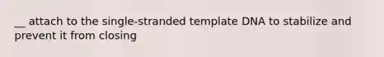 __ attach to the single-stranded template DNA to stabilize and prevent it from closing