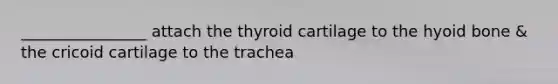 ________________ attach the thyroid cartilage to the hyoid bone & the cricoid cartilage to the trachea