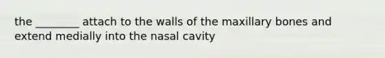 the ________ attach to the walls of the maxillary bones and extend medially into the nasal cavity