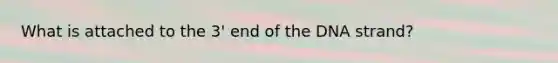 What is attached to the 3' end of the DNA strand?