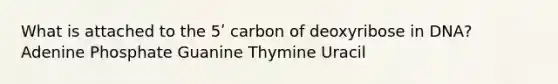 What is attached to the 5ʹ carbon of deoxyribose in DNA? Adenine Phosphate Guanine Thymine Uracil