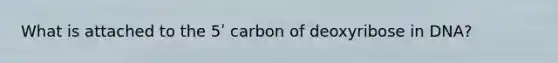 What is attached to the 5ʹ carbon of deoxyribose in DNA?