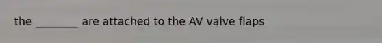 the ________ are attached to the AV valve flaps