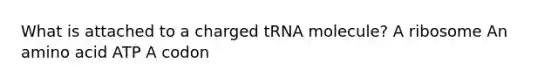 What is attached to a charged tRNA molecule? A ribosome An amino acid ATP A codon