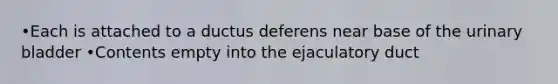 •Each is attached to a ductus deferens near base of the <a href='https://www.questionai.com/knowledge/kb9SdfFdD9-urinary-bladder' class='anchor-knowledge'>urinary bladder</a> •Contents empty into the ejaculatory duct