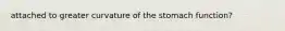 attached to greater curvature of the stomach function?