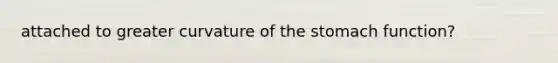 attached to greater curvature of the stomach function?