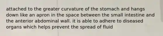 attached to the greater curvature of the stomach and hangs down like an apron in the space between the small intestine and the anterior abdominal wall. it is able to adhere to diseased organs which helps prevent the spread of fluid