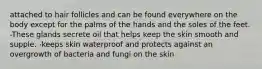 attached to hair follicles and can be found everywhere on the body except for the palms of the hands and the soles of the feet. -These glands secrete oil that helps keep the skin smooth and supple. -keeps skin waterproof and protects against an overgrowth of bacteria and fungi on the skin