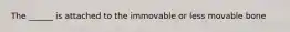 The ______ is attached to the immovable or less movable bone