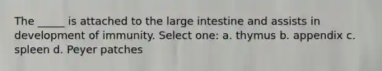 The _____ is attached to the large intestine and assists in development of immunity. Select one: a. thymus b. appendix c. spleen d. Peyer patches