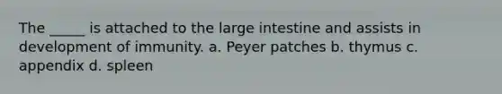 The _____ is attached to the large intestine and assists in development of immunity. a. Peyer patches b. thymus c. appendix d. spleen