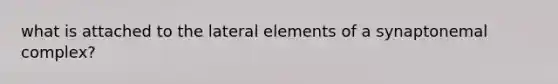 what is attached to the lateral elements of a synaptonemal complex?