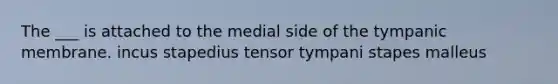 The ___ is attached to the medial side of the tympanic membrane. incus stapedius tensor tympani stapes malleus