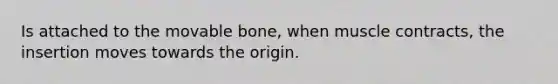 Is attached to the movable bone, when muscle contracts, the insertion moves towards the origin.