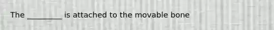 The _________ is attached to the movable bone