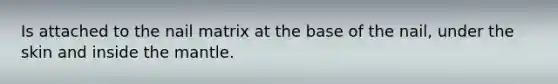 Is attached to the nail matrix at the base of the nail, under the skin and inside the mantle.