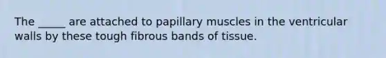 The _____ are attached to papillary muscles in the ventricular walls by these tough fibrous bands of tissue.