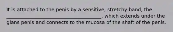 It is attached to the penis by a sensitive, stretchy band, the _______________________________________, which extends under the glans penis and connects to the mucosa of the shaft of the penis.