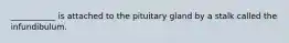 ___________ is attached to the pituitary gland by a stalk called the infundibulum.