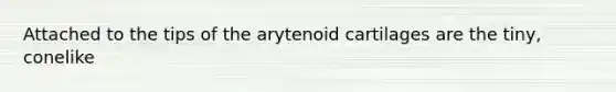 Attached to the tips of the arytenoid cartilages are the tiny, conelike