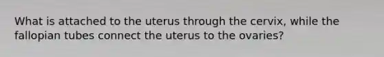 What is attached to the uterus through the cervix, while the fallopian tubes connect the uterus to the ovaries?