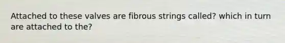 Attached to these valves are fibrous strings called? which in turn are attached to the?