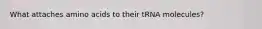 What attaches amino acids to their tRNA molecules?