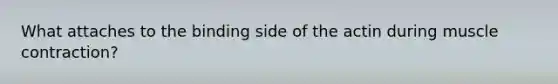 What attaches to the binding side of the actin during muscle contraction?