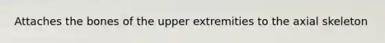 Attaches the bones of the upper extremities to the axial skeleton