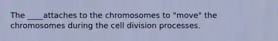 The ____attaches to the chromosomes to "move" the chromosomes during the cell division processes.