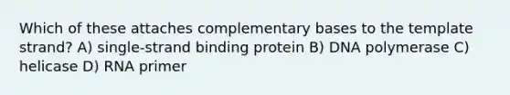 Which of these attaches complementary bases to the template strand? A) single-strand binding protein B) DNA polymerase C) helicase D) RNA primer