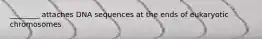 ________ attaches DNA sequences at the ends of eukaryotic chromosomes