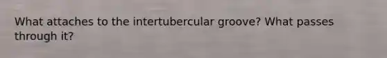 What attaches to the intertubercular groove? What passes through it?