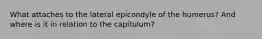 What attaches to the lateral epicondyle of the humerus? And where is it in relation to the capitulum?