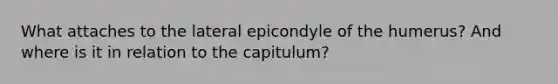 What attaches to the lateral epicondyle of the humerus? And where is it in relation to the capitulum?