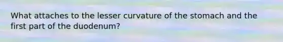 What attaches to the lesser curvature of the stomach and the first part of the duodenum?