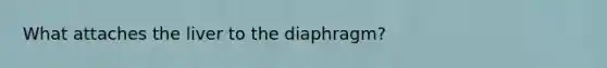 What attaches the liver to the diaphragm?