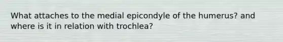 What attaches to the medial epicondyle of the humerus? and where is it in relation with trochlea?